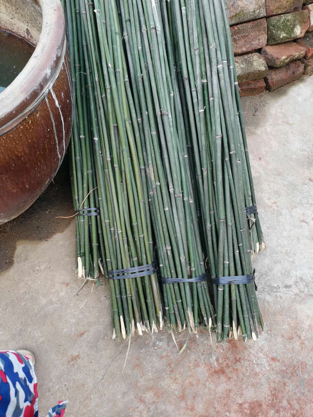 麻竹  ‘大批量供应优质各种大小竹子